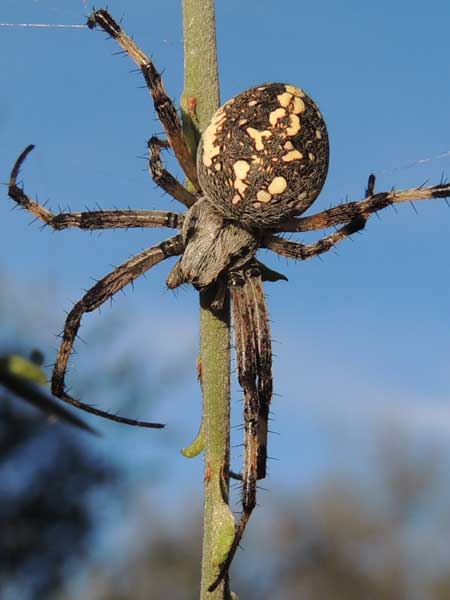 a Western Spotted Orb-weaver, Neoscona oaxacensis, © by Mike Plagens