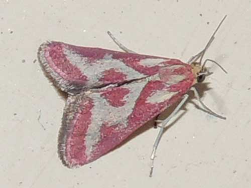 a small moth, Noctueliopsis aridalis, from Aguila in the Sonoran Desert photo © by Mike Plagens