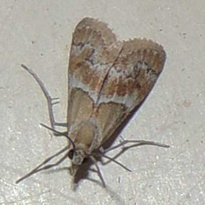 a small moth from Aguila in the Sonoran Desert photo © by Mike Plagens