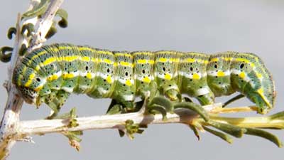 a moth larva, family Noctuidae was feeding on Psilostrophe foliage