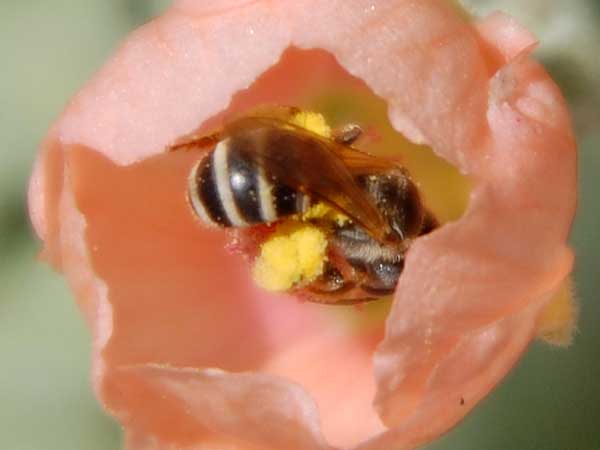 a bee, Nomia tetrazonia, photo © by Michael Plagens