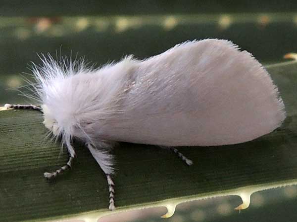 Whie Flannel Moth, Norape ovina, photo © by M. Plagens