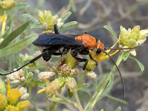 Notocyphus dorsalis photo © by Mike Plagens