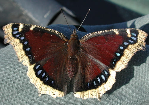 Butterfly Nymphalis antiopa photo © by Mike Plagens