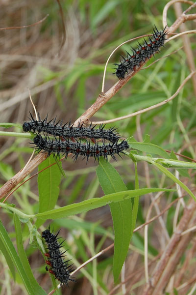 Larvae of Nymphalis antiopa on Salix gooddingii. Photo © Mike Plagens