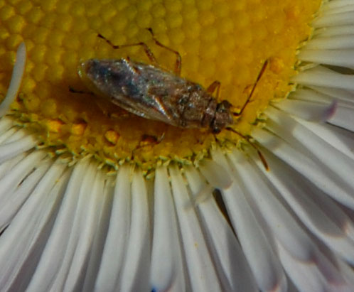 Nysius seed bug photo © by Mike Plagens