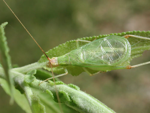 Oecanthus, prob. texensis, tree cricket photo © by Mike Plagens