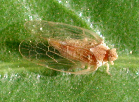 Oecleus Cixiidae plant hopper photo © by Mike Plagens