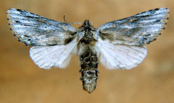 Oligocentra alpica adult moth with wings spread.  Photo © by Mike Plagens