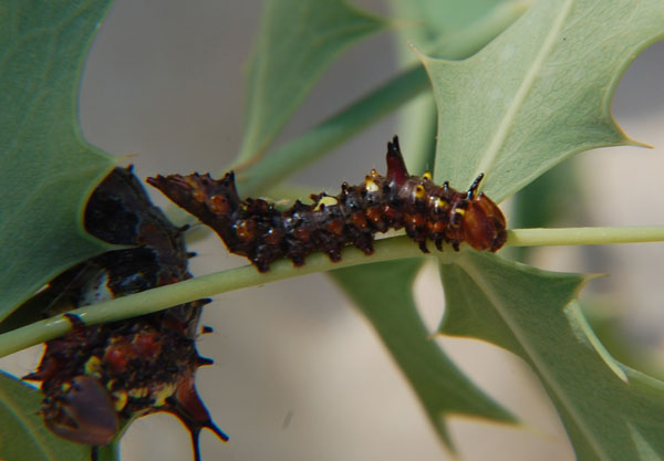 two larvae of Oligocentra alpica on Berberis.  Photo © by Mike Plagens