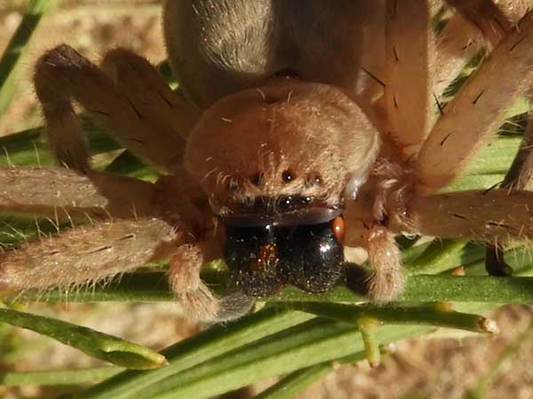 Olios giganteus photo © by Mike Plagens