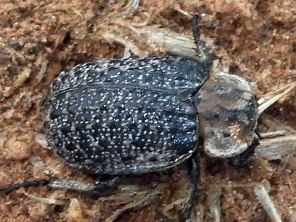 Hide Beetle, Omorgus, photo © by Mike Plagens