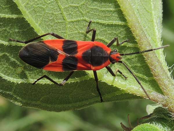 Large Milkweed Bug, Oncopeltus fasciatus, photo © by Michael Plagens