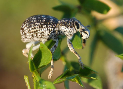 Ophryastes argentata photo © by Mike Plagens