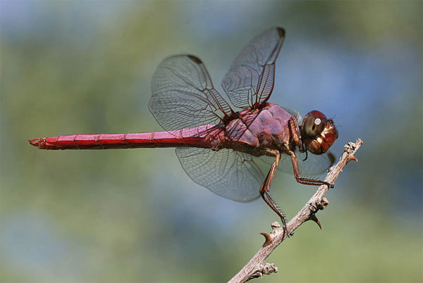 Roseate Skimmer, Orthemis ferruginea, photo © by Pete Moulton