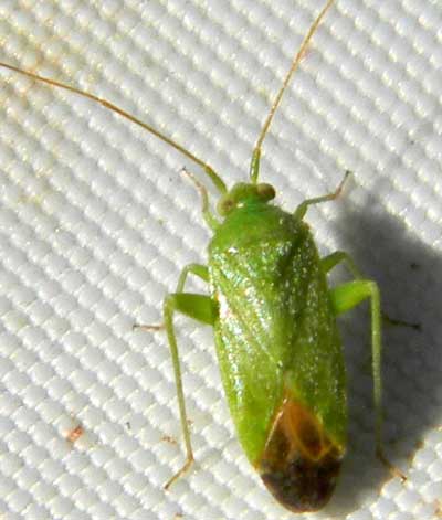 an orthotylinae mirid found on Larrea tridentata, photo © by Mike Plagens