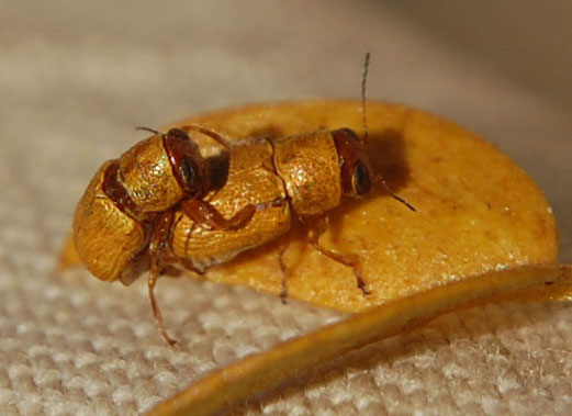 Pachybrachus mellitus leaf beetle on creosote bush photo © by Mike Plagens