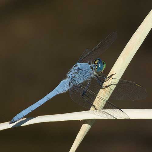 Blue Dasher dragonfly, Pachydiplax longipennis, photo © by Allan Ostling