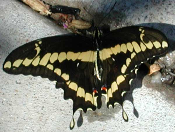 Papilio cresphontes rumiko Photo © by Mike Plagens