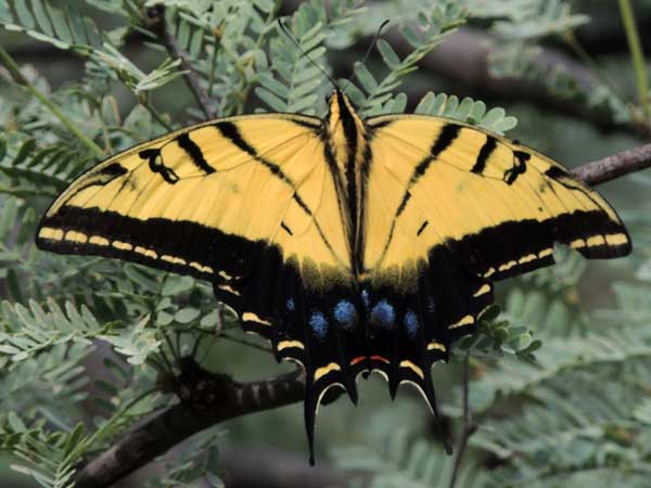 Two-tailed Swallowtail, Papilio multicaudata, photo © by Michael Plagens