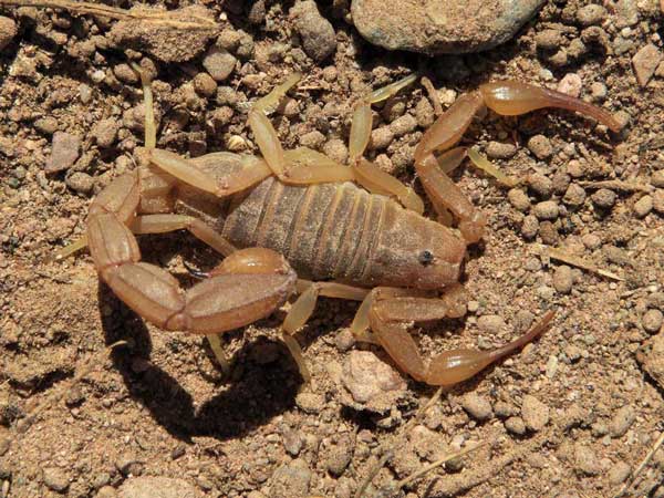 a scorpion, Paravaejovis spinigerus, from southeastern Yavapai Co., Arizona, photo © by Mike Plagens