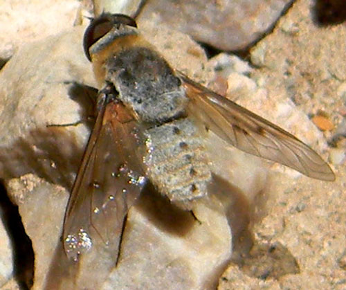 a bee fly, Paravilla cinerea,  photo © by Mike Plagens