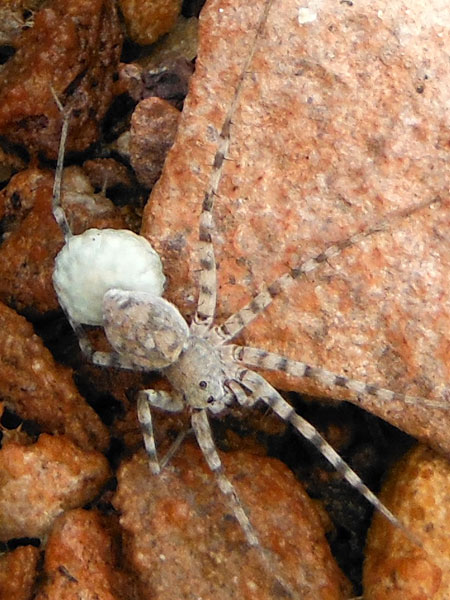 Pardosa spider photo © by Mike Plagens