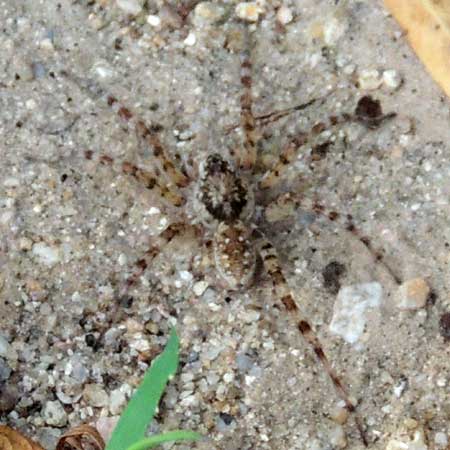 Pardosa spider from Maricopa Co., Arizona, photo © by Mike Plagens