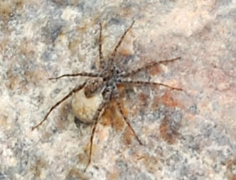 Pardosa spider carrying egg sac photo © by Mike Plagens