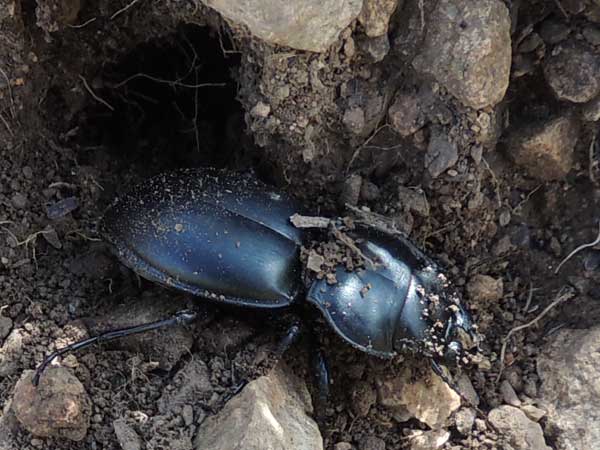 a Pasimachus Ground beetle, photo © by Mike Plagens