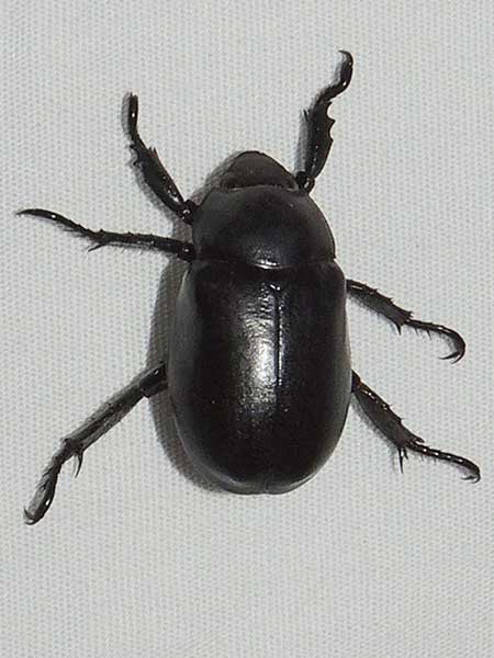 Pelidnota lugubris, Scarabaeidae, photo © by Mike Plagens