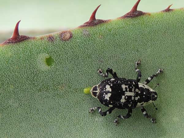 an Agave Weevil, Peltophorus polymitus, photo © by Mike Plagens