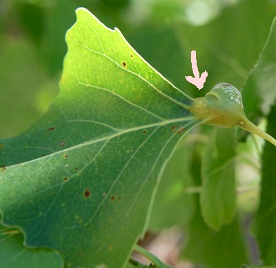 Petiole gall caused by Pemphigus aphids photo © by Mike Plagens