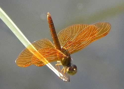 Mexican Amberwing, Perithemis intensa, photo © by Robert Witzeman