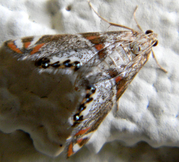 a small colorful moth from Phoenix in the Sonoran Desert photo © by Mike Plagens