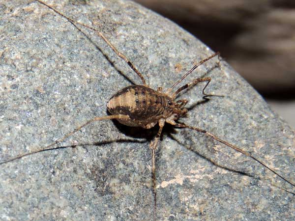 Opiliones harvestman from Arizona photo © by Mike Plagens