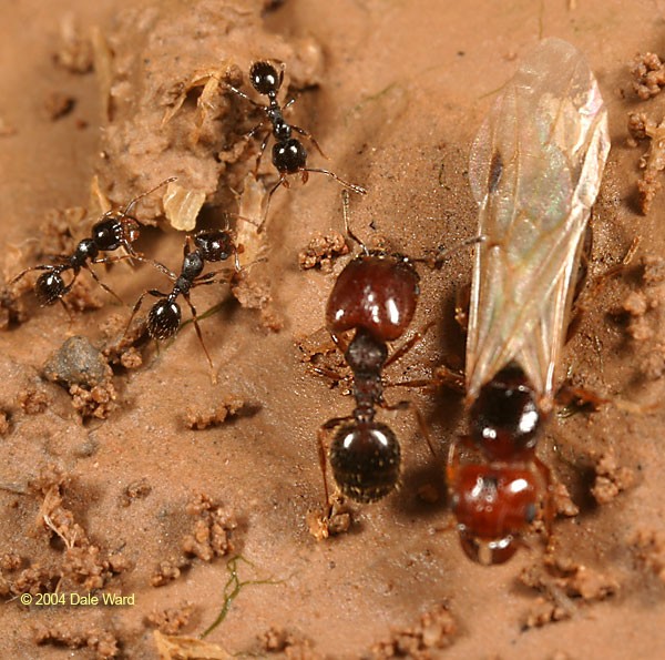 Pheidole sp., photo © 2004 by Dale Ward