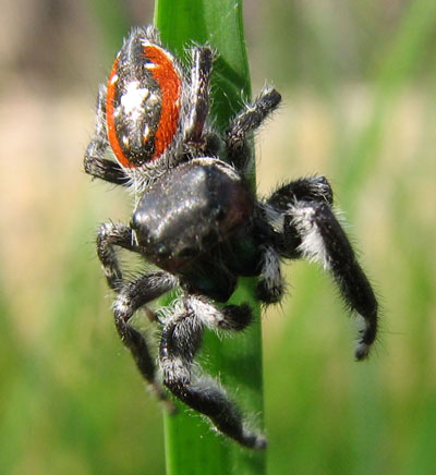 Phidippus californicus photo © by Laurie Nessel