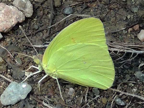 Bright yellow cloudless sulfur butterfly