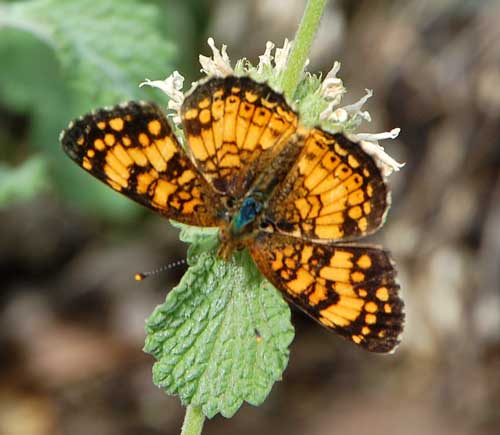 Phyciodes mylitta photo © by Mike Plagens