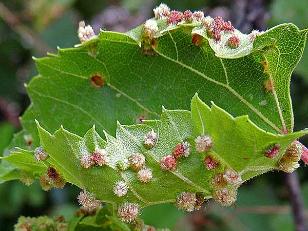 grape leaf with deforming galls of Phylloxera photo © by Michael Plagens