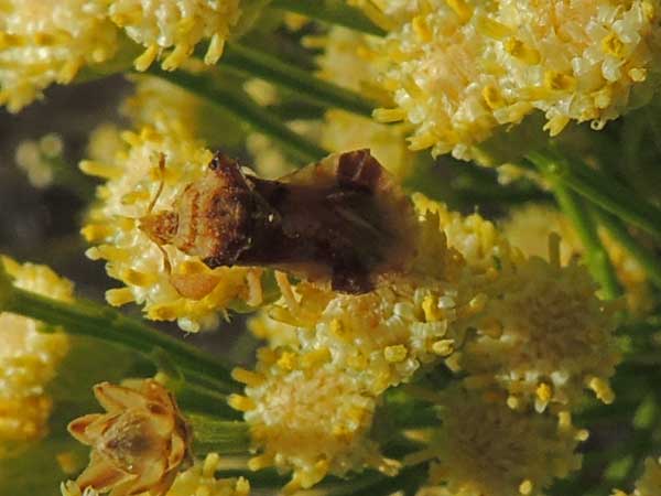 an Ambush Bug, Phymata, photo © by Mike Plagens