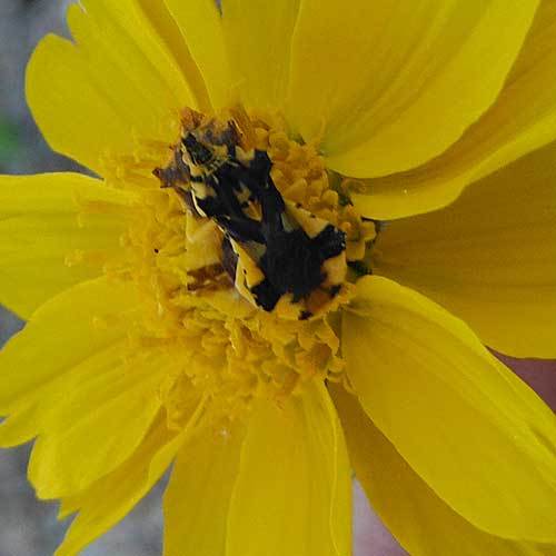 Ambush Bug, Phymata americana, photo © by Mike Plagens