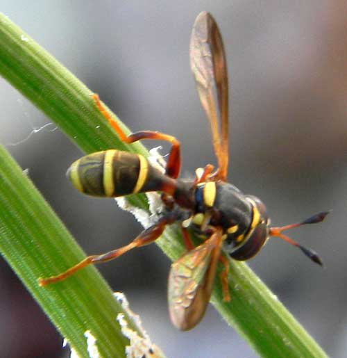 A Thick-headed Fly, Physoconops, photo © by Mike Plagens