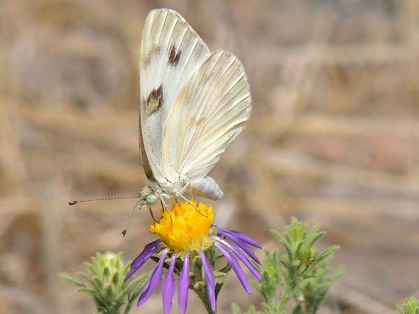 Checkered White, Pontia/Pieris protodice, photo © by Mike Plagens