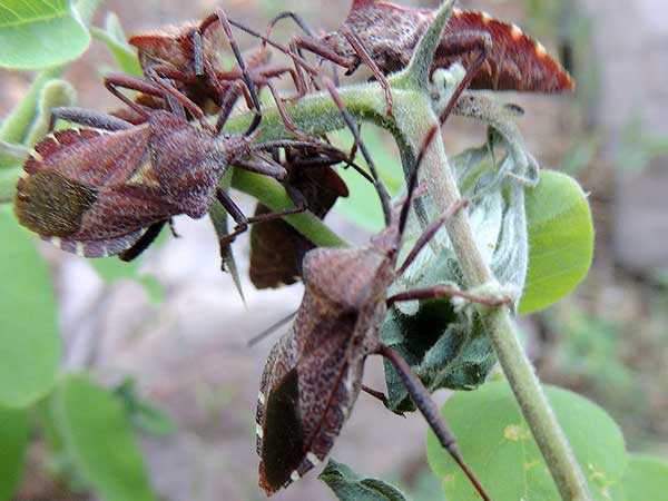 Leaf-footed Bug, Piezogaster calcarator, photo © by Mike Plagens