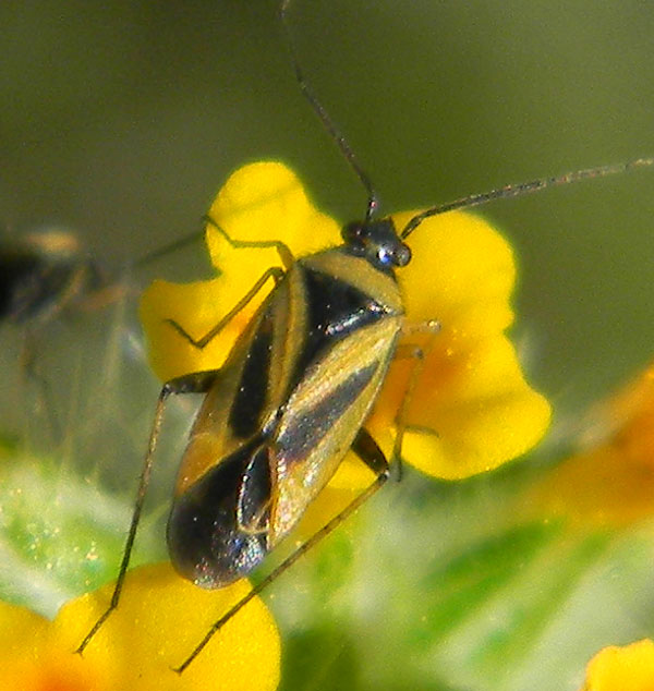 Plagiognathus moerens, photo © by Mike Plagens