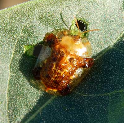 Helocassis clavata photo © by Mike Plagens