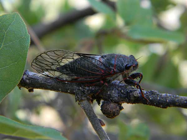 Platypedia cicada photo © by Mike Plagens