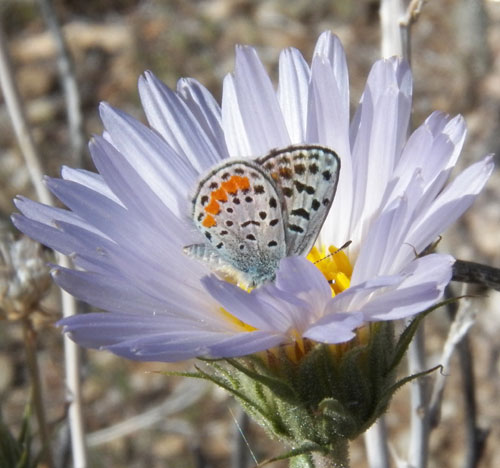 Plebejus acmon on Xylorhiza flower, Acmon Blue, photo © by Mike Plagens